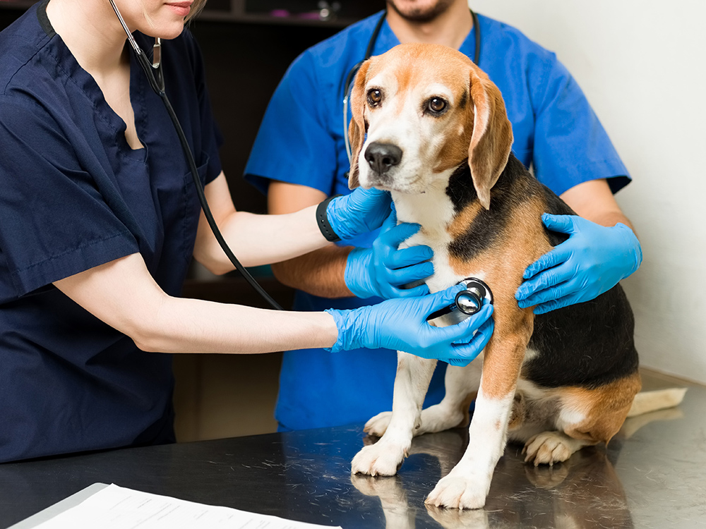 Vétérinaire Canin/Equin – H/F